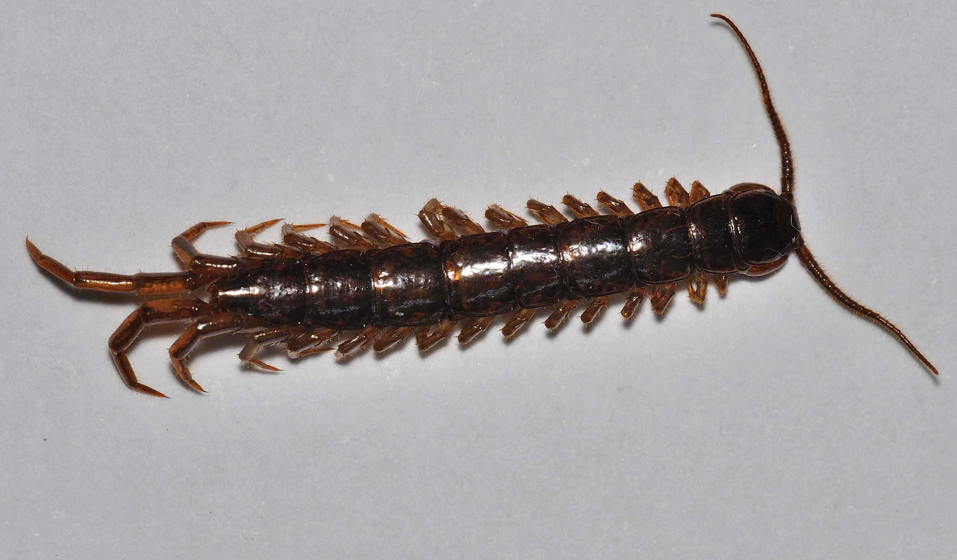 Lithobius castaneus